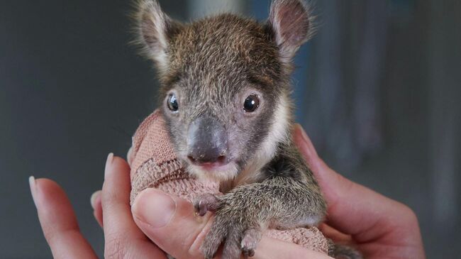 Коала в руках ветеринарной медсестры Werribee Zoo 