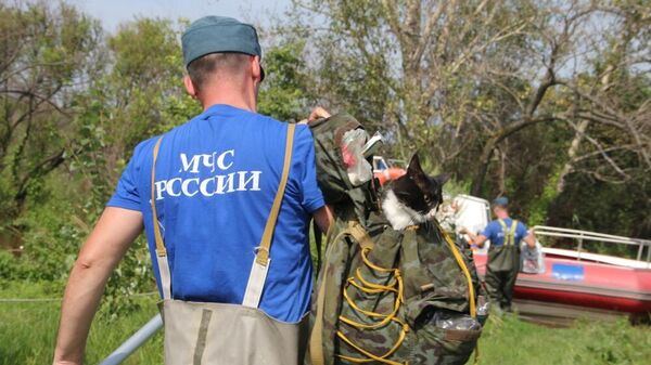 Эвакуация кошек и их хозяина спасателями МЧС России в Хабаровске
