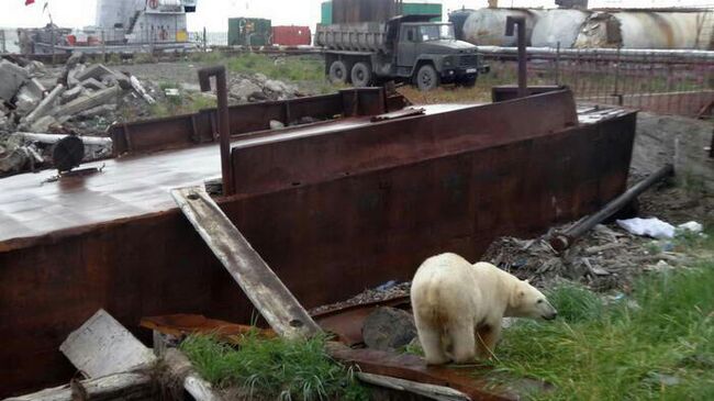 Белая медведица на причале в городе Анадырь, Чукотка. 9 августа 2019