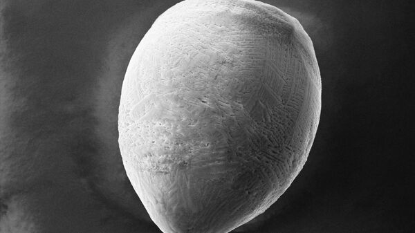 Зерно межзвездной пыли, найденное в антарктическом снеге