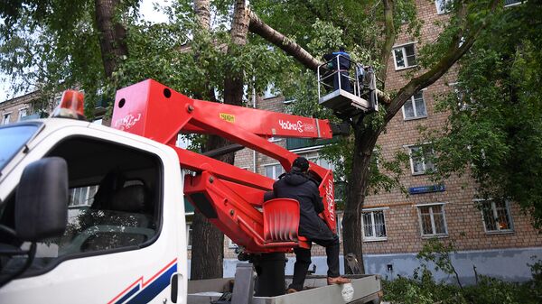 Работники коммунальных служб убирают поваленные деревья