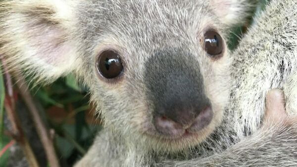 Самая милая коала Аавстралии 2019