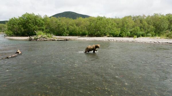 Медведь на популярном туристическом маршруте на реке Хакыцин