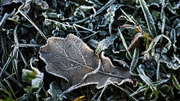 Дубовый лист на траве во время утренних заморозков