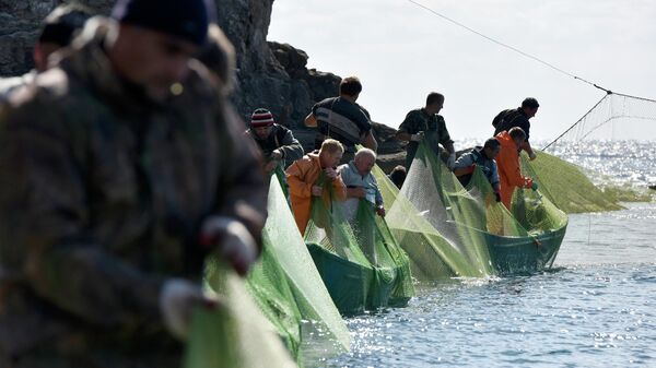 Рыбаки вытягивают сеть с пойманной рыбой в Черном море