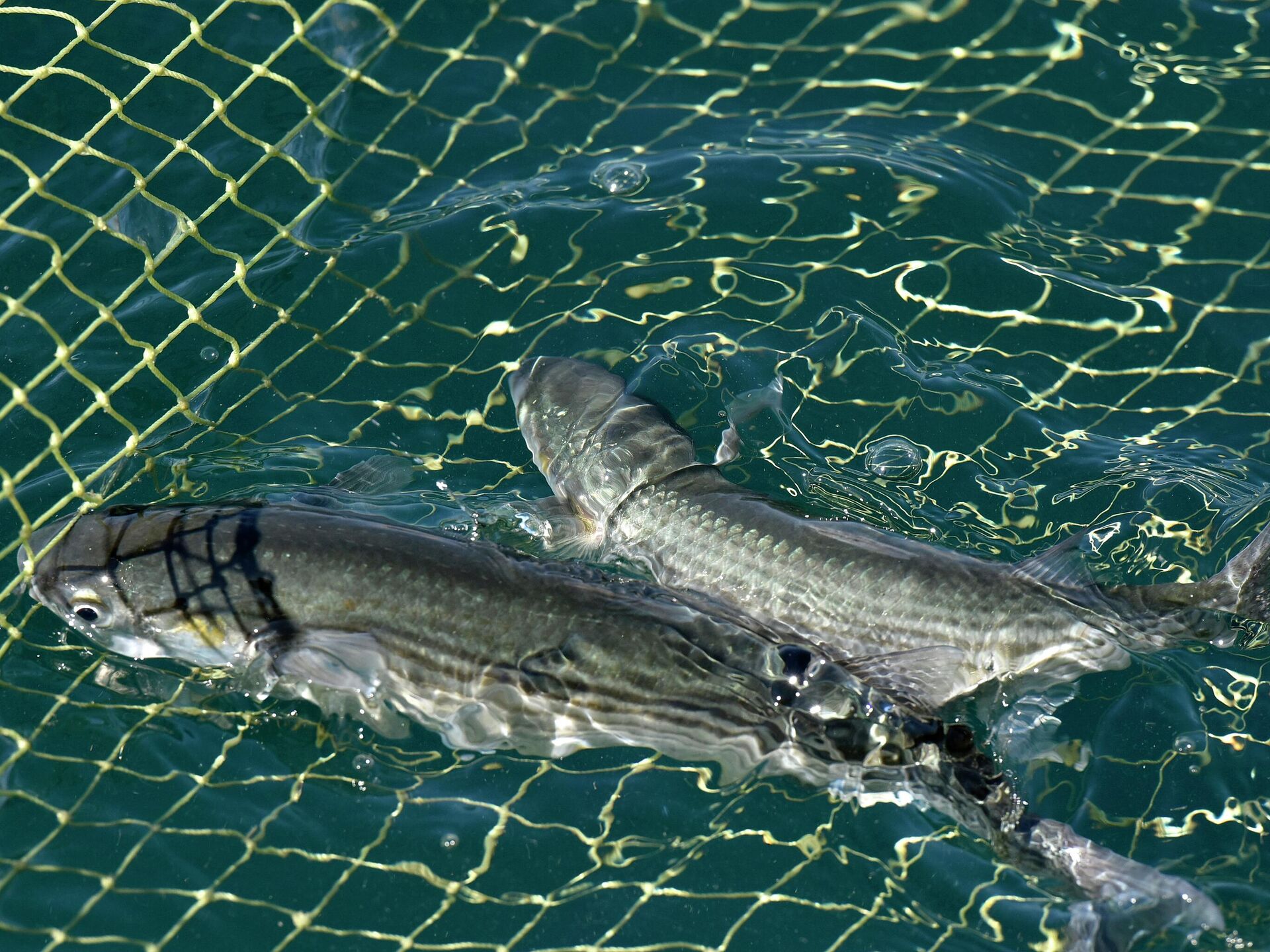 Рыба мармир фото в черном море