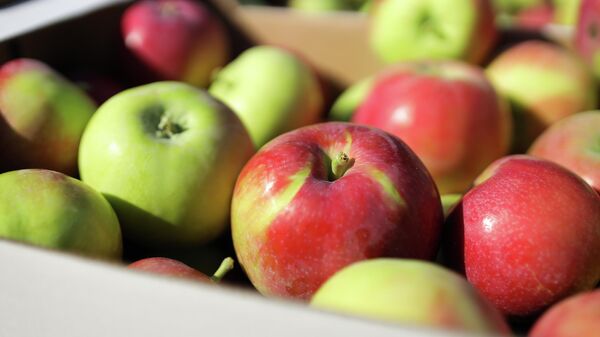 Сбор летних сортов яблок