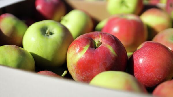 Сбор летних сортов яблок