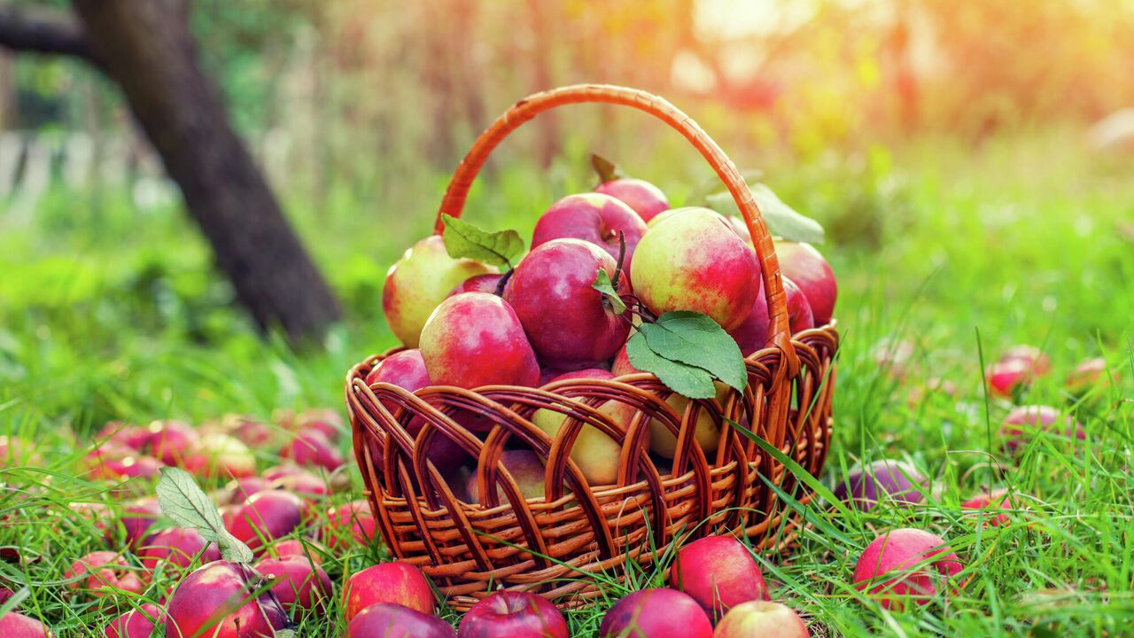 Корзинка с яблоками на траве