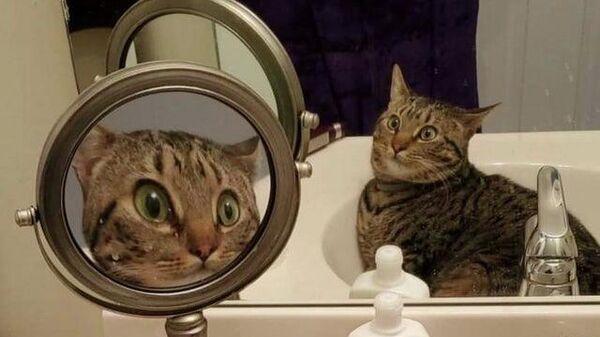 Фотография удивленной кошки, сидящей в раковине напротив двух зеркал