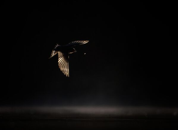 Работа фотографа Georgina Steytler, занявшая второе место в категории Птицы в полете в фотоконкурсе Bird Photographer of the Year 2019