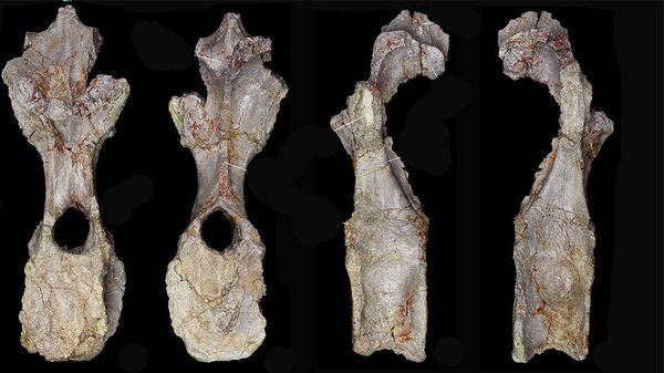 Некоторые из костей нового вида динозавров, представленные в пресс-релизе музея естественной истории в Лондоне