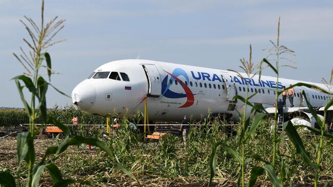 Самолет Airbus А321 авиакомпании Уральские авиалинии в кукурузном поле в районе деревни Рыбаки в Раменском районе Московской области