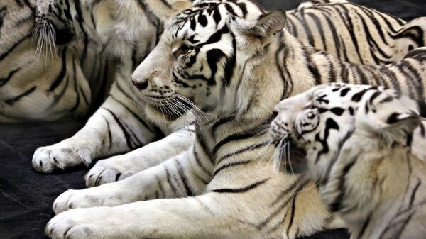 Белые тигры братьев Запашных