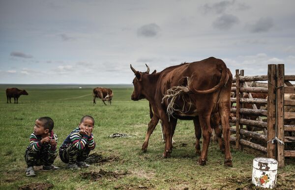 Дети наблюдают как коровы пасутся в Монголии 