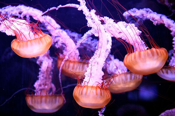 Медузы в Парижском океанариуме