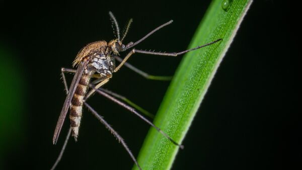 Ученые обнаружили новый класс веществ, отпугивающих насекомых