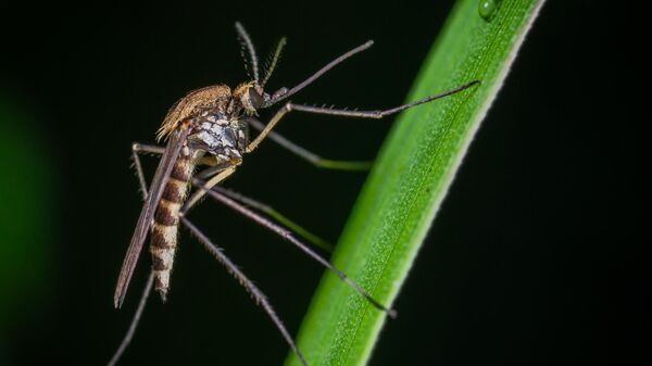 Комар - один из переносчиков малярии