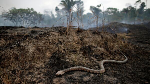 Змея среди горящих джунглей Амазонки, который зачищают лесорубы и фермеры. Порту-Велью, Бразилия, 24 августа 2019 
