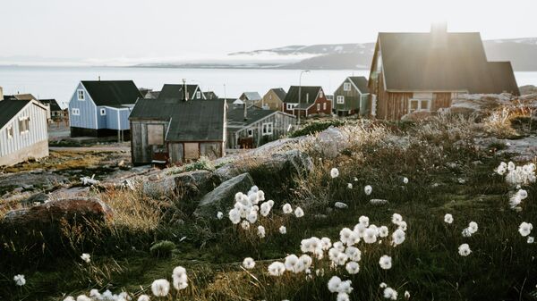 Цветы в Гренландии