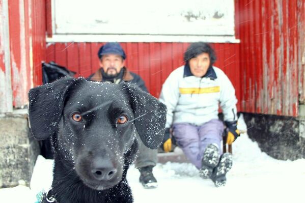 Собака в Гренландии