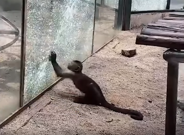 Обезьяна камнем разбила стекло, чтобы сбежать из зоопарка