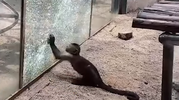Обезьяна камнем разбила стекло, чтобы сбежать из зоопарка