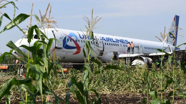 Самолет Airbus А321 авиакомпании Уральские авиалинии в кукурузном поле в районе деревни Рыбаки в Раменском районе Московской области