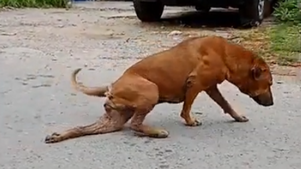 Собака в Бангкоке притворяется раненой, чтобы выпрашивать еду