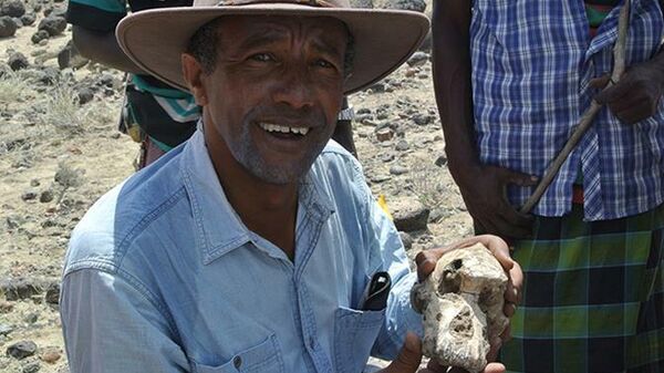 Сохранившийся череп анамского австралопитека, найденный в Эфиопии