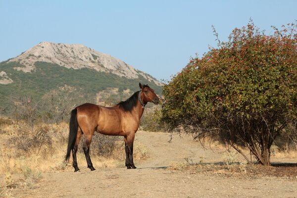 Лошадь пасется в окрестностях горного заповедника Кара-Даг в Крыму