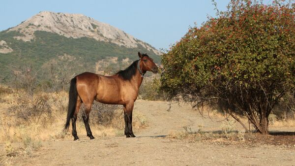 Лошадь пасется в окрестностях горного заповедника Кара-Даг в Крыму