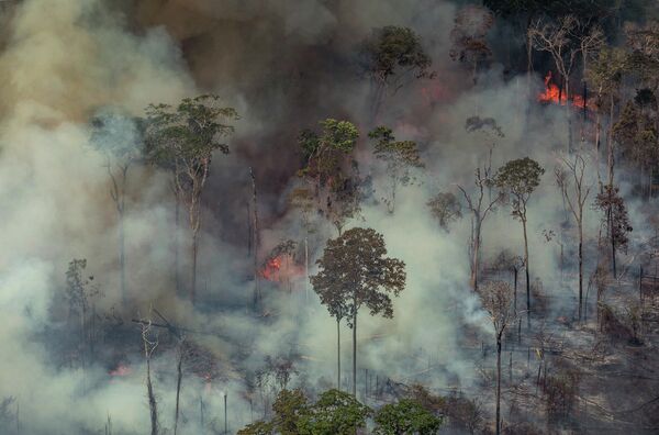 Лесные пожары в Бразилии 