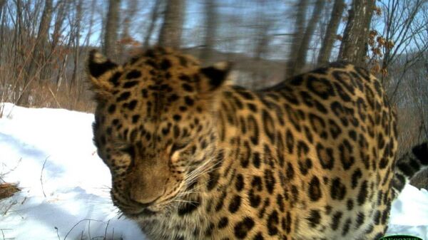 Дальневосточный леопард Leo 22M по имени Лель