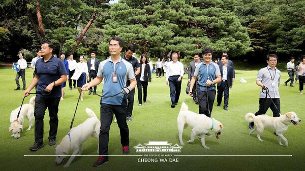 Щенки собак породы пхунсан, подаренных лидером КНДР Ким Чен Ыном президенту Южной Кореи Мун Чжэ Ину