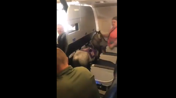 Женщина на борту самолета с пони