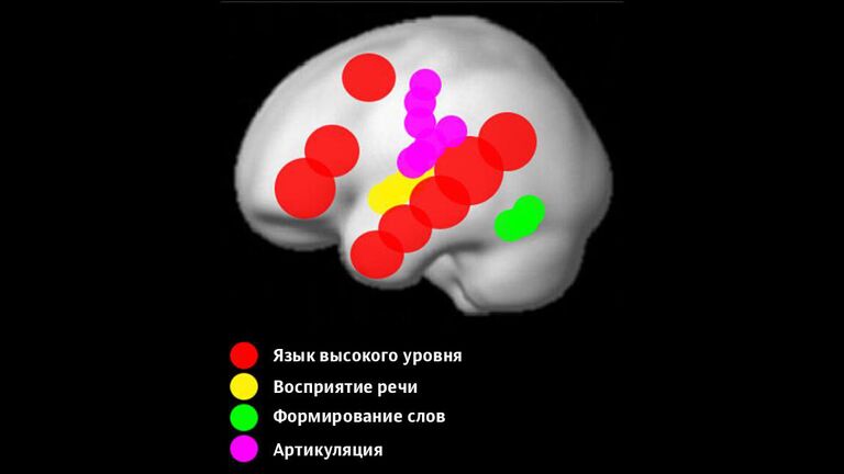 Области мозга, отвечающие за формирование различных аспектов языка Области мозга, отвечающие за формирование различных аспектов языка