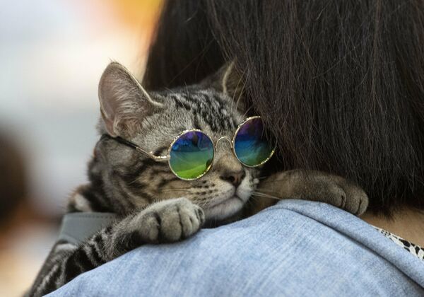 Хозяйка несет кота в солнцезащитных очках на выставке Pet Expo Championship в Бангкоке 
