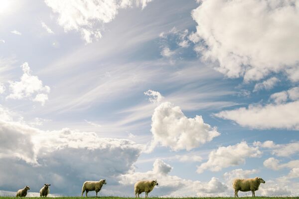 Овцы пасутся на поле на севере Германии 