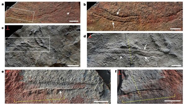 Окаменелости одних из самых древних подвижных и сегментированных билатерий, обнаруженные в Китае
