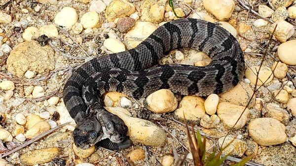 Двуглавая гремучая змея, найденная в Нью-Джерси, США