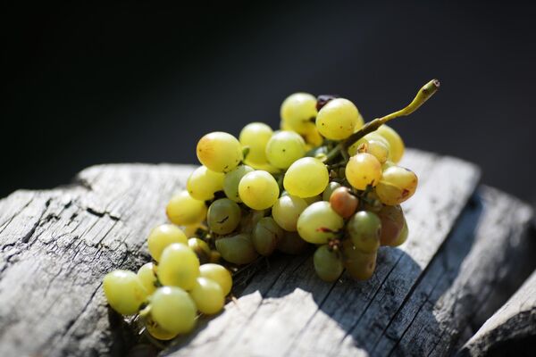 Гроздь винограда во время на Праздника Винограда в интерактивном парке Викинг в селе Перевальное Симферопольского района