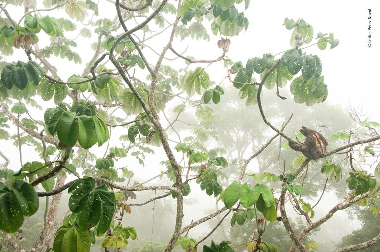 Carlos Perez Naval. Работа участника конкурса Wildlife Photographer of the Year 2019