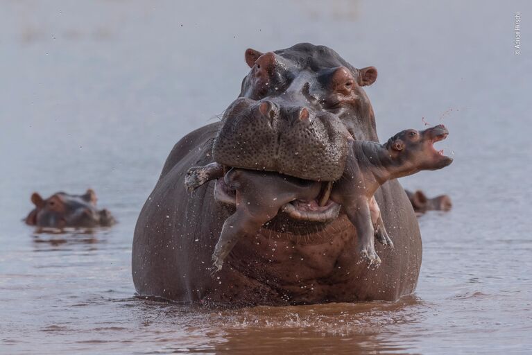 Adrian Hirschi. Работа участника конкурса Wildlife Photographer of the Year 2019