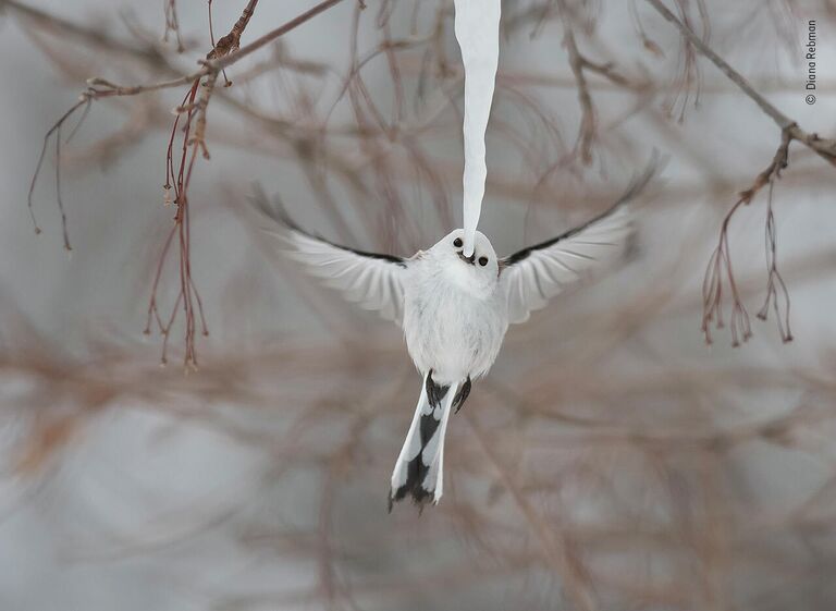 Diana Rebman. Работа участника конкурса Wildlife Photographer of the Year 2019