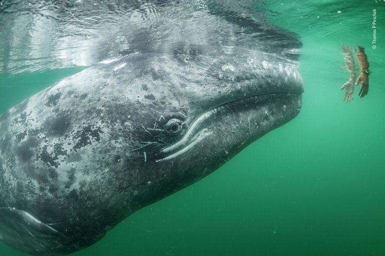 Thomas P. Peschak. Работа участника конкурса Wildlife Photographer of the Year 2019