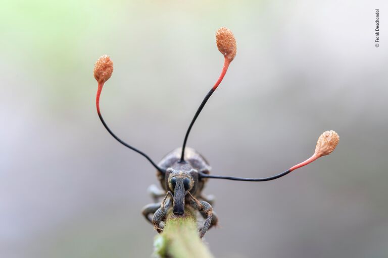 Frank Deschandol. Работа участника конкурса Wildlife Photographer of the Year 2019