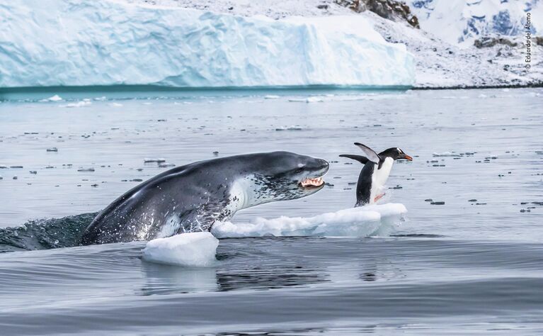 Eduardo Del Álamo. Работа участника конкурса Wildlife Photographer of the Year 2019