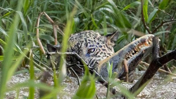 Смертельная схватка аллигатора и ягуара попала на видео
