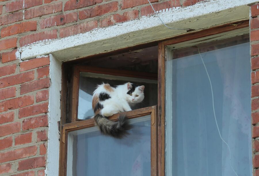 Кот в окне жилого дома в Поселке глухих